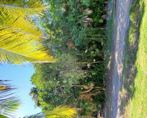 #Belize Half Acre Lot Liana Glades Consejo Shores