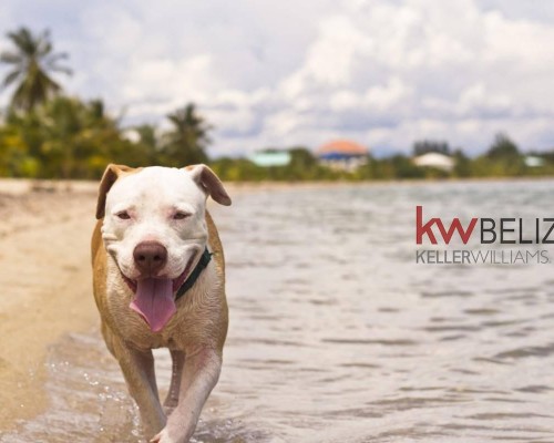 One Acre Lot For Sale Ambergris Caye