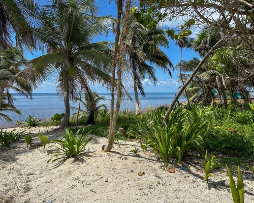 Basil Jones area, Ambergris Caye