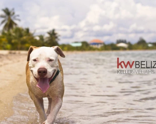 One Acre Lot For Sale Ambergris Caye