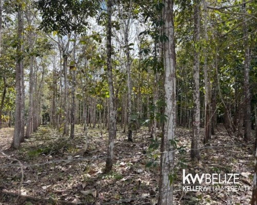 25-Acre Teak and Mahogany Tree Farm