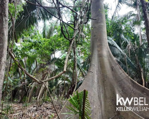 10 Acres in Southern Belize